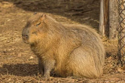 Capybara with eyes closed Stock Photos