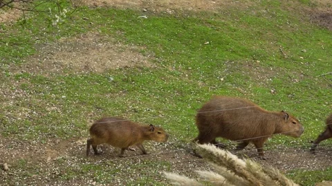 A Capybara family Stock Footage 271373389