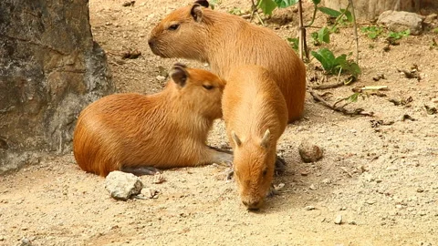 Capybara family resting on clay Stock Video Pond5
