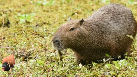 Capybara feeding Stock Footage 86210375