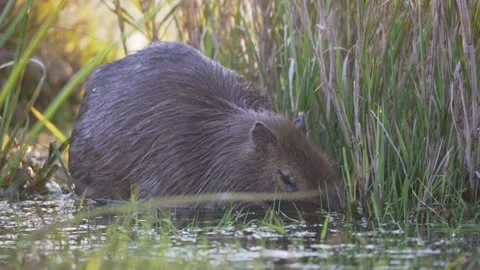 Capybara Feeding in Shallow Marsh Water, Ibera Wetlands Argentina Vídeo Stock 341458670