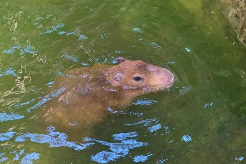 Capybara floating on water Stock Photos