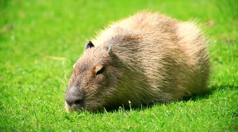 Capybara Stock Footage 718760