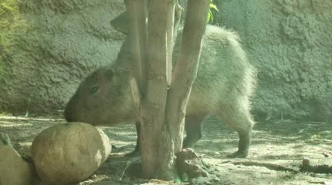 Capybara 스톡 동영상 11968695