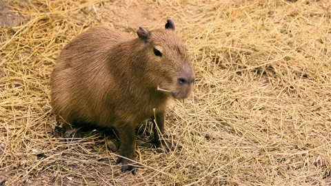 Capybara Stock Footage 197372349