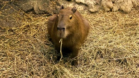 Capybara 스톡 동영상 197464065