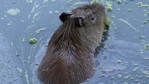 Capybara Stock Footage 284229408