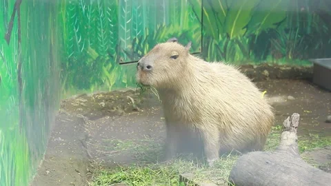 Capybara Stock Footage 298962683