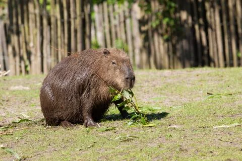Capybara foraging Stock Photos