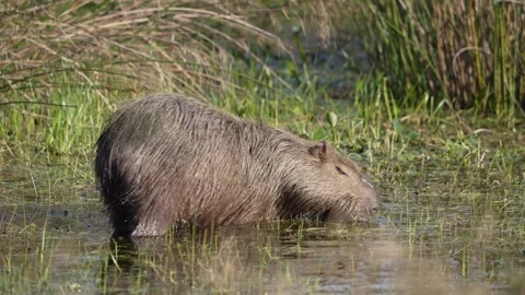 Capybara Foraging in Shallow Marsh Wetland in Argentina Stock Footage 342001383