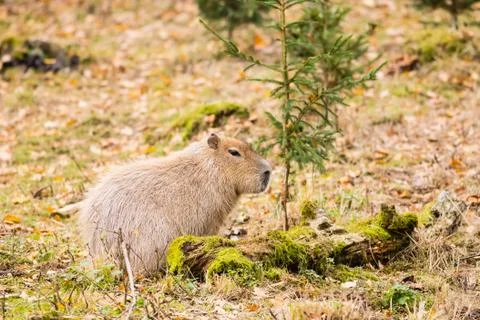 Capybara in front of small tree Stock Photos
