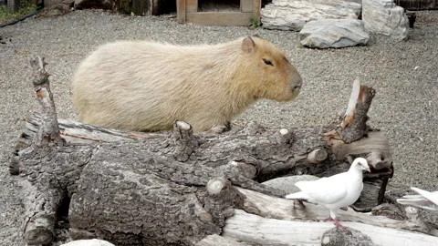 The capybara gets up and walks around Stock Footage 305797227