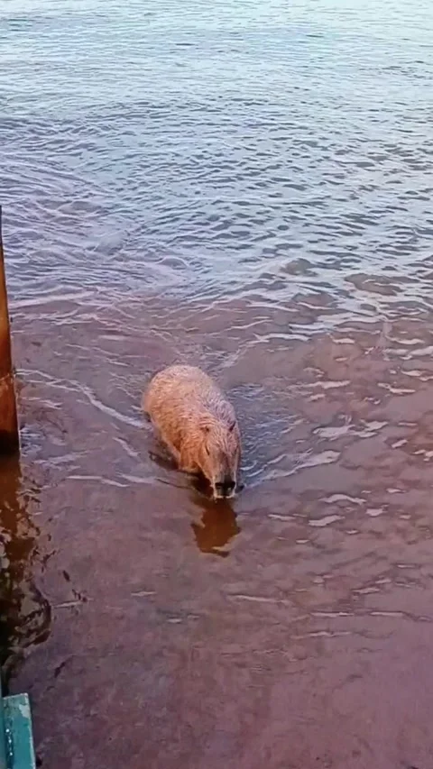 Capybara going out of the water Stock Footage 300746298