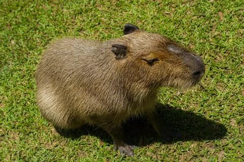 A capybara on the grass in daylight Stock Photos