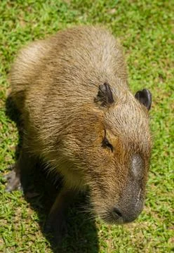 A capybara on the grass in daylight Stock Photos