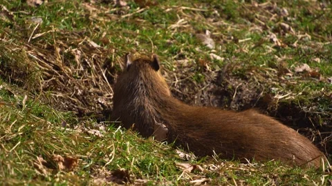 A Capybara is grazing Stock Footage 270540978