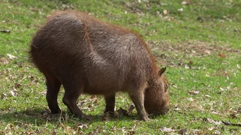 A Capybara grazing Stock Footage 270879149