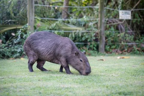 Capybara grazing on grass inside private property. The cabycara is a calm and Stock Photos