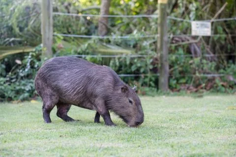 Capybara grazing on grass inside private property. The cabycara is a calm and Stock Photos