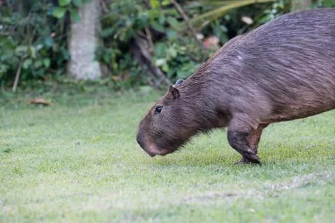 Capybara grazing on grass inside private property. The cabycara is a calm and Stock Photos
