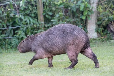 Capybara grazing on grass inside private property. The cabycara is a calm and Stock Photos