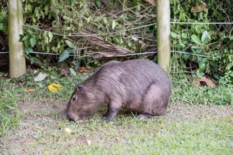 Capybara grazing on grass inside private property. The cabycara is a calm and Stock Photos
