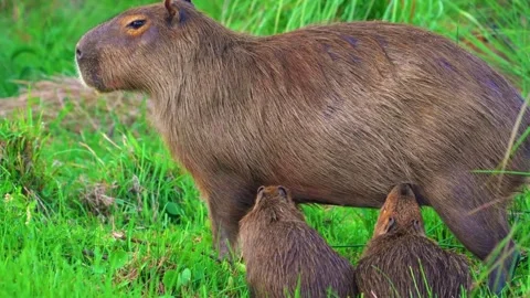 Capybara Grazing in Green Grass Stock Footage 323137727
