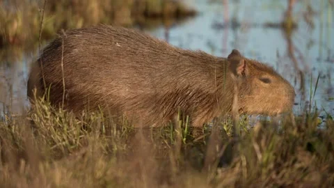 Capybara Grazing in Marsh Grasses, Ibera Wetlands Argentina Vídeo Stock 341387069