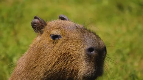 A Capybara head Stock-Footage 253257845