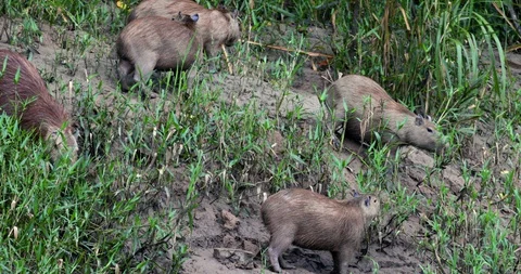 Capybara Herd feeding on Peruvian River Bank, Amazon Stock Footage 130086637
