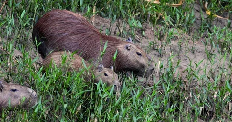 Capybara Herd Medium Shot on Peruvian Amazon River Bank Stockbeeldmateriaal 130089992