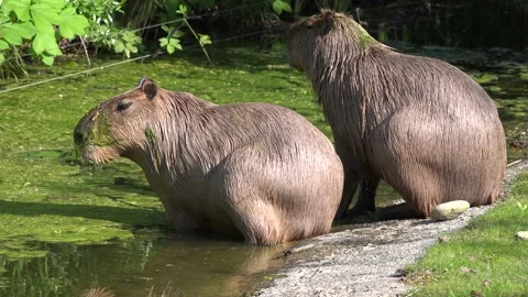 Capybara (Hydrochaeris hydrochaeris) the largest rodent in the world Stock Footage 140052494