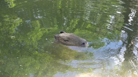 Capybara (Hydrochaeris hydrochaeris) sinking in a pond Stock Footage 140052438