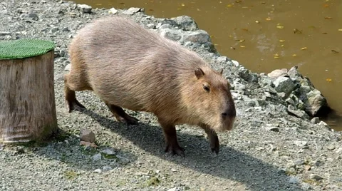 Capybara - hydrochaeris hydrochoeris Stock Footage 41826413