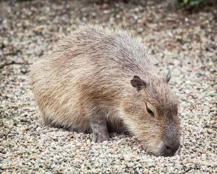 Capybara (Hydrochoerus hydrochaeris), animal scene Stock Photos