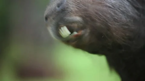 Capybara (Hydrochoerus hydrochaeris) Stock Footage