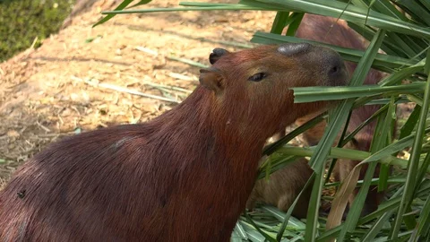 Capybara (Hydrochoerus hydrochaeris) Stock Footage 113899399