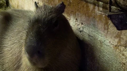 Capybara (Hydrochoerus hydrochaeris) Stock Footage 259165391