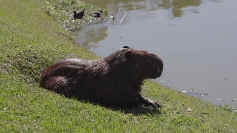 The capybara, Hydrochoerus hydrochaeris. Stock Footage 301520565