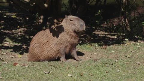 The capybara, Hydrochoerus hydrochaeris. Stock Footage 301520575