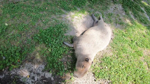Capybara (Hydrochoerus hydrochaeris) a giant cavy rodent resting on green grass Stock Footage 252803890