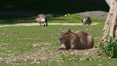 Capybara, Hydrochoerus hydrochaeris grazing on fresh green grass Stock Footage 342004663