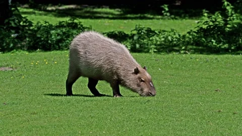 The capybara, Hydrochoerus hydrochaeris is the largest extant rodent Stock Footage 131831207