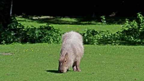 The capybara, Hydrochoerus hydrochaeris is the largest extant rodent Stock Footage 135382564