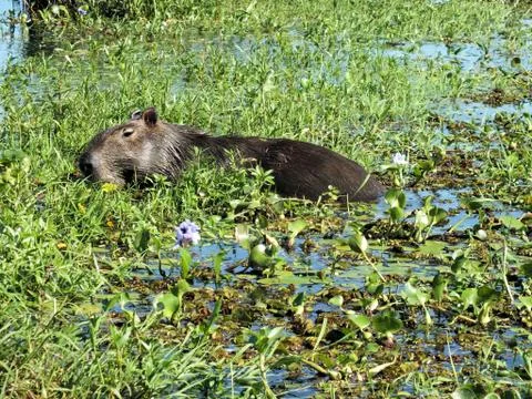 Capybara (hydrochoerus hydrochaeris) Stock Photos