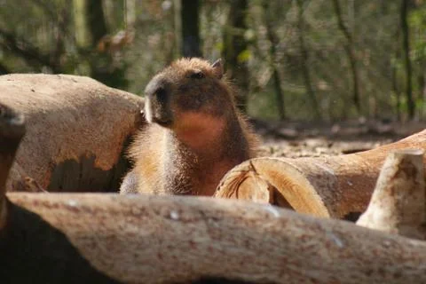 Capybara - Hydrochoerus hydrochaeris Stock Photos