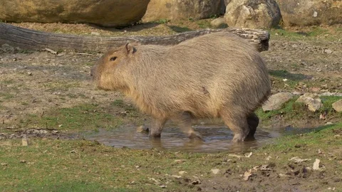 Capybara (Hydrochoerus hydrochaeris) at puddle Stock Footage 74225044