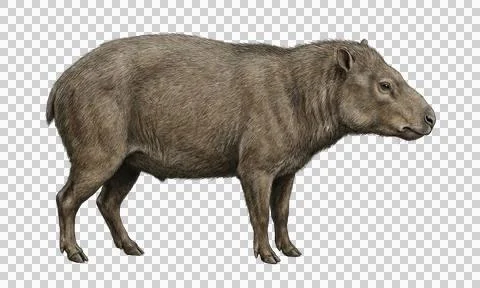 Capybara illustration side view isolated on transparent background Фото