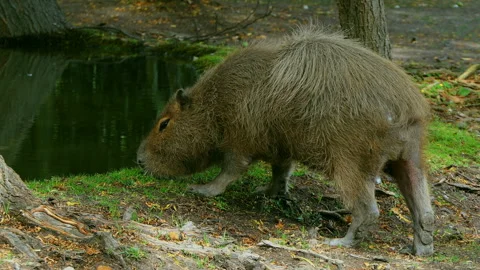 capybara eating grass