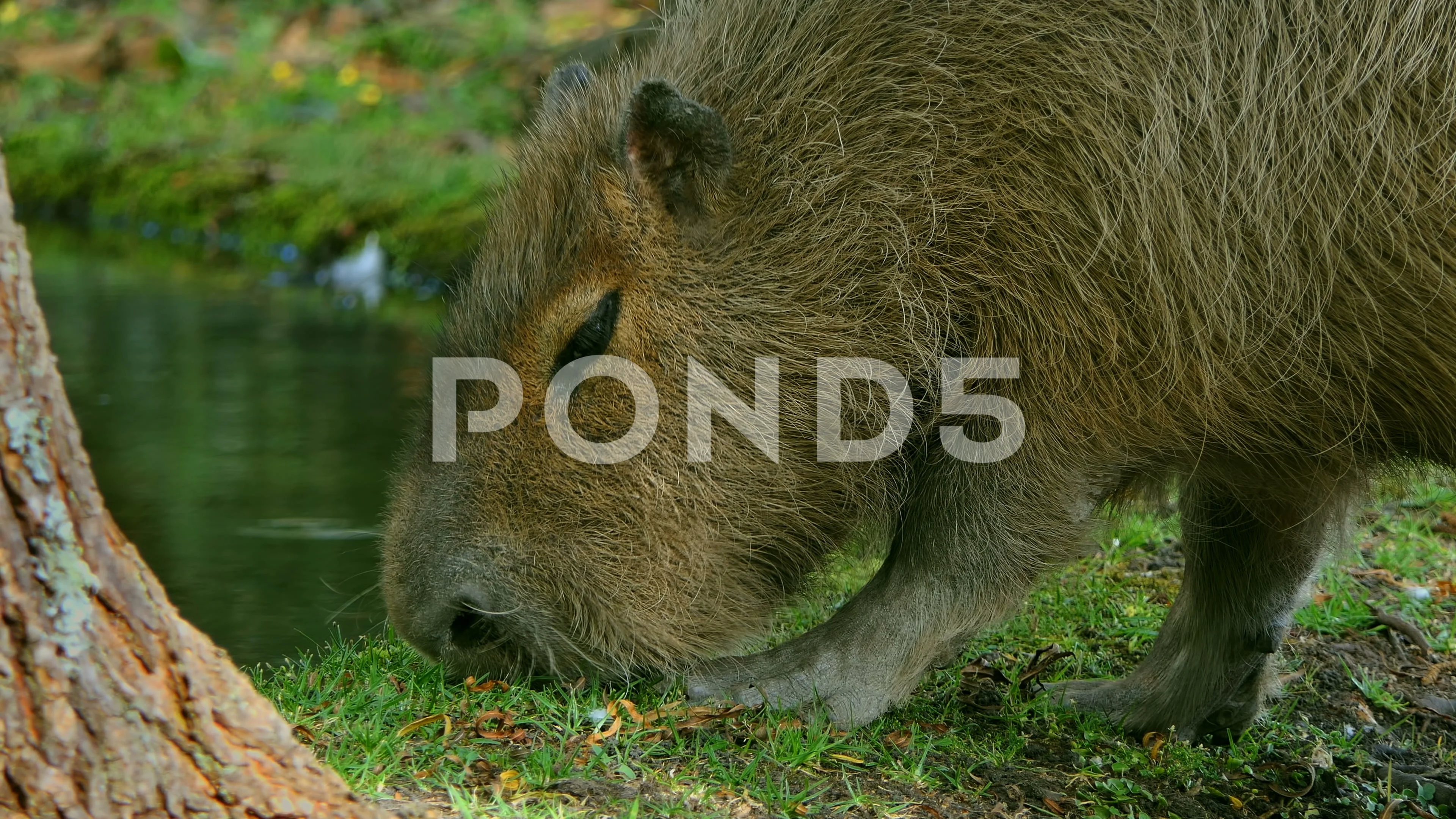 Capybara inside jungle beside a lake. Ca... | Stock Video | Pond5